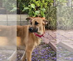Small #17 Black Mouth Cur-Labrador Retriever Mix