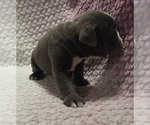 Small #1 Olde English Bulldogge
