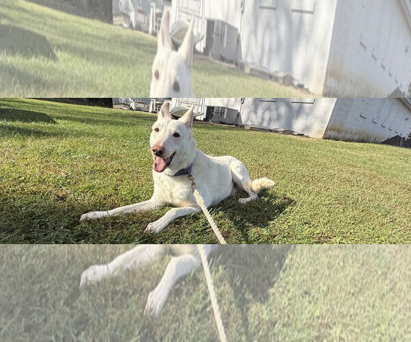 Medium Photo #7 - Mix Puppy For Sale in Rustburg, VA, USA