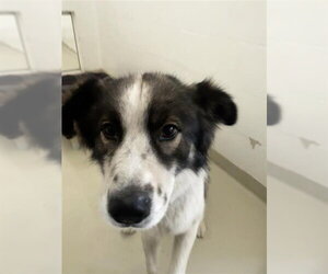 Siberian Husky-Unknown Mix Dogs for adoption in Fremont, CA, USA