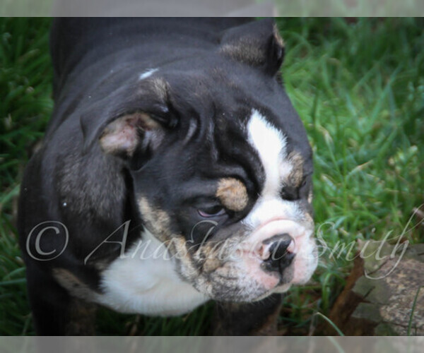Medium Photo #5 English Bulldog Puppy For Sale in CARY, NC, USA