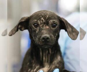 Chihuahua-Unknown Mix Dogs for adoption in San Antonio, TX, USA