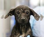 SCARLET - Female Chihuahua-Unknown Mix Dog for Adoption - Small photo