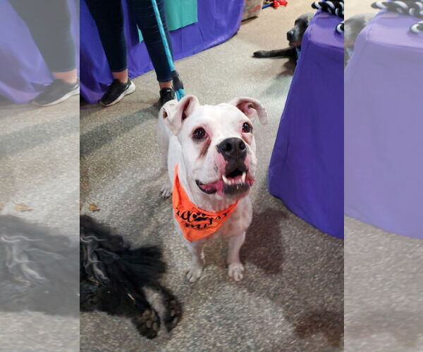 Medium Photo #9 Boxer-Unknown Mix Puppy For Sale in Minneapolis, MN, USA