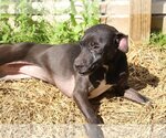 Small Photo #1 American Bulldog Puppy For Sale in Jackson, MS, USA