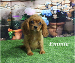 Small #19 Cavalier King Charles Spaniel