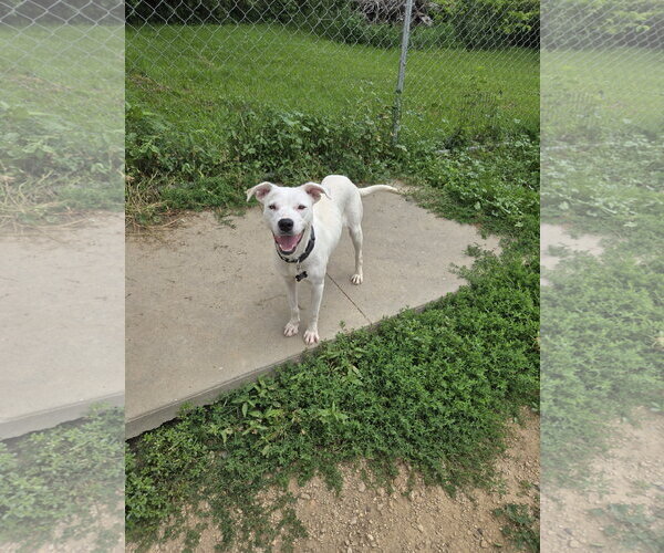 Medium Photo #1 Mutt Puppy For Sale in Maquoketa, IA, USA