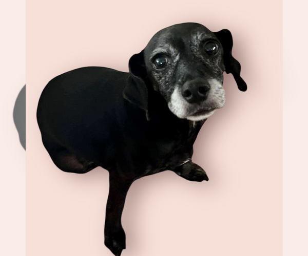 Medium Photo #1 Dachshund-Unknown Mix Puppy For Sale in Rockville, MD, USA