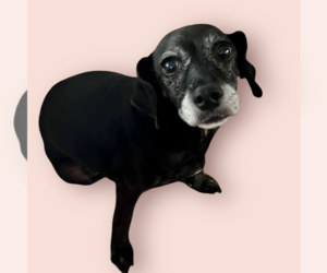 Dachshund-Unknown Mix Dogs for adoption in Rockville, MD, USA