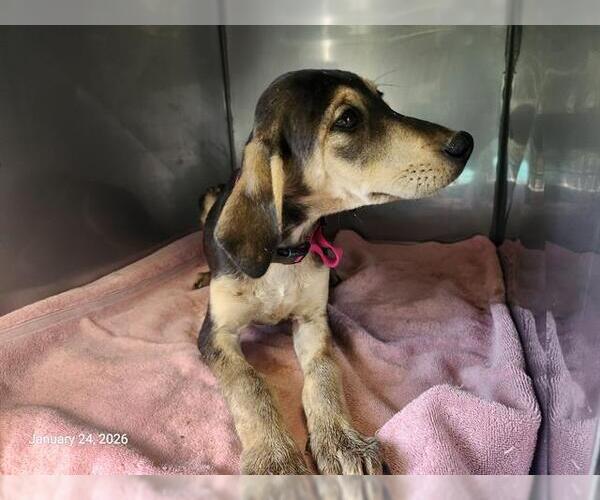 Medium Photo #1 Unknown-Vizsla Mix Puppy For Sale in Santa Cruz, CA, USA