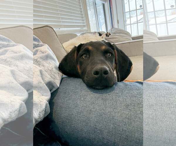 Medium Photo #4 Mutt Puppy For Sale in Woodbury, NY, USA