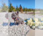 Small Photo #5 French Bulldog Puppy For Sale in ADAMS, TN, USA