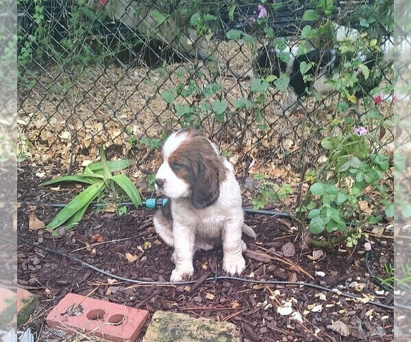Medium Photo #22 English Springer Spaniel Puppy For Sale in GLEN SAINT MARY, FL, USA
