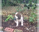 Small #7 English Springer Spaniel