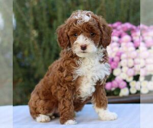 Goldendoodle (Miniature) Puppy for sale in EAST EARL, PA, USA