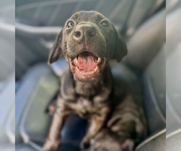 Medium Photo #2 Labrador Retriever-Unknown Mix Puppy For Sale in San Juan Capistrano, CA, USA