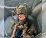 Small #1 Labrador Retriever Mix