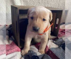 Labrador Retriever Puppy for sale in DAYTON, VA, USA