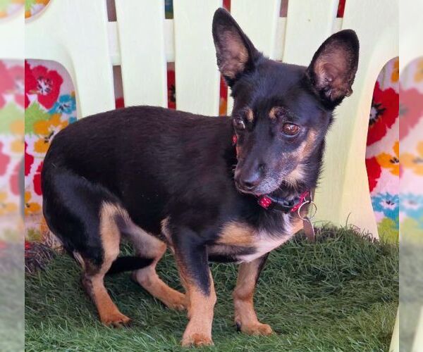 Medium Photo #6 Doxie-Pin Puppy For Sale in Chino Hills, CA, USA