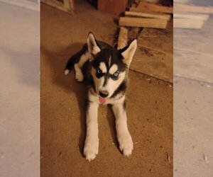 Siberian Husky Puppy for sale in PIKEVILLE, TN, USA