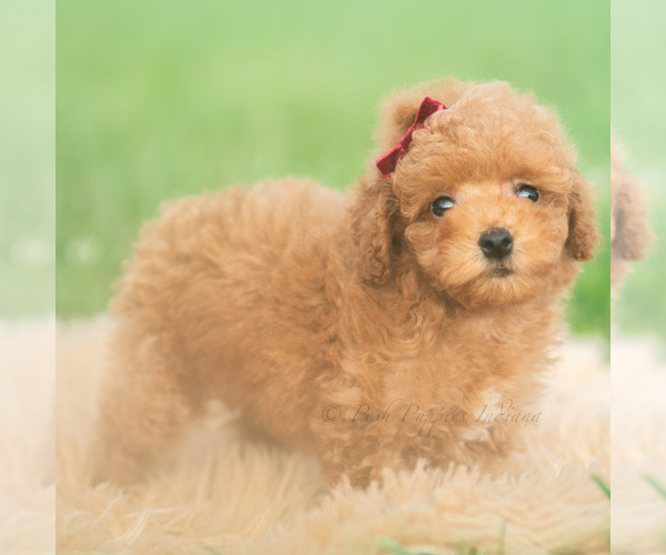 Medium Photo #8 Poodle (Toy) Puppy For Sale in WARSAW, IN, USA