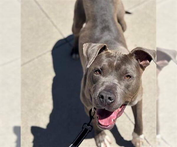Medium Photo #1 American Pit Bull Terrier Puppy For Sale in Denver, CO, USA
