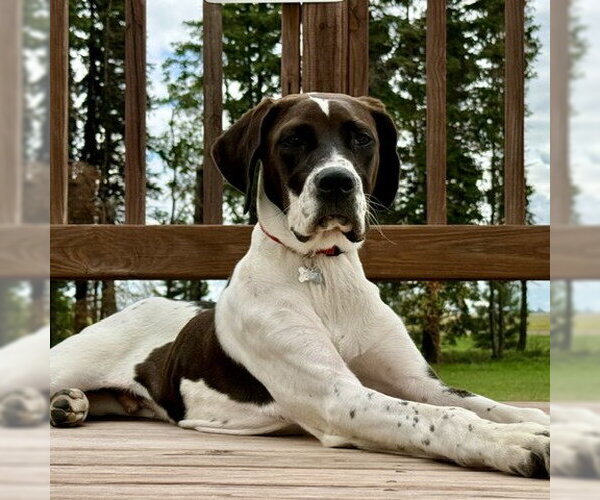 Medium Photo #2 Colonial Cocker Spaniel-Retriever  Mix Puppy For Sale in Fargo, ND, USA