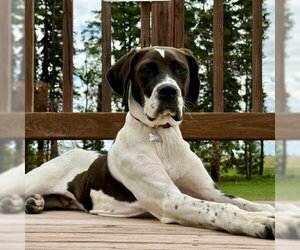 Walkman - Male Colonial Cocker Spaniel-Retriever  Mix Dog for Adoption - Photo #2