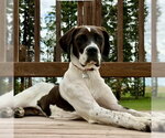 Small Photo #2 Colonial Cocker Spaniel-Retriever  Mix Puppy For Sale in Fargo, ND, USA