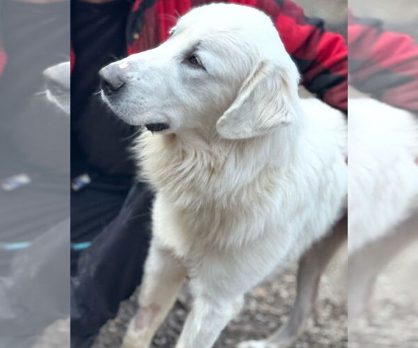 Medium Photo #4 Golden Pyrenees Puppy For Sale in Newfoundland, PA, USA
