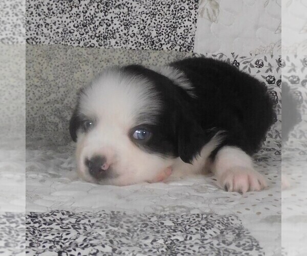 Medium Photo #1 Miniature Australian Shepherd Puppy For Sale in HARRISON, OH, USA