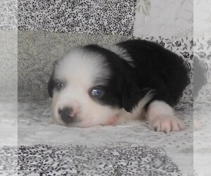 Miniature Australian Shepherd Puppy for sale in HARRISON, OH, USA