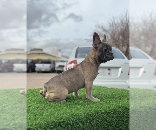 Medium Photo #6 French Bulldog Puppy For Sale in PHOENIX, AZ, USA