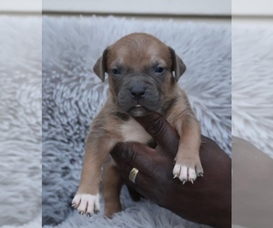 American Bully Puppy for sale in CHAMPAIGN, IL, USA