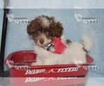 Small Photo #2 Maltipoo Puppy For Sale in SANGER, TX, USA