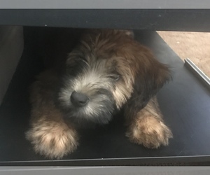 Soft Coated Wheaten Terrier Puppy for sale in WENTZVILLE, MO, USA