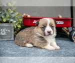 Small #2 Pembroke Welsh Corgi
