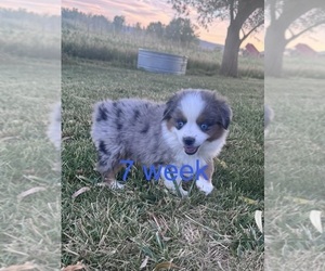 Medium Australian Shepherd