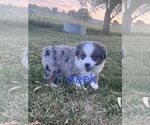 Puppy Puppy 2 Australian Shepherd