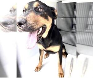 Doberman Pinscher-Unknown Mix Dogs for adoption in Houston, TX, USA