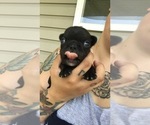 Small Photo #8 French Bulldog Puppy For Sale in NEW CASTLE, PA, USA