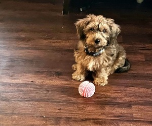 Dorkie-Poochon Mix Puppy for sale in NEWPORT NEWS, VA, USA