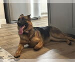 Small #2 German Shepherd Dog