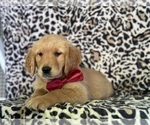 Small #3 Golden Retriever