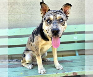Catahoula Leopard Dog-Unknown Mix Dogs for adoption in Long Beach, CA, USA