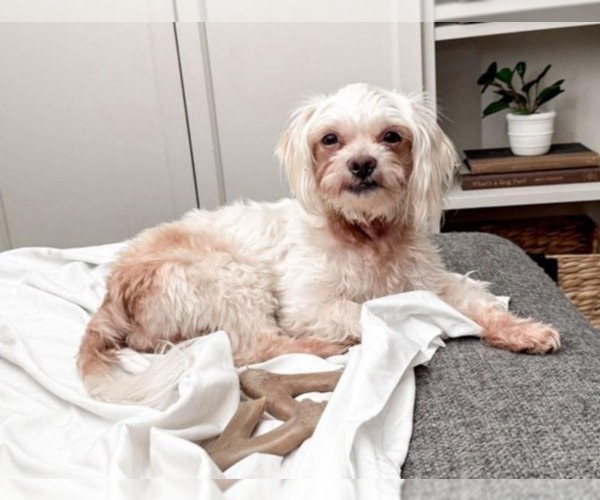 Medium Photo #6 Shih Tzu Puppy For Sale in Tempe , AZ, USA