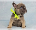 Small #7 French Bulldog