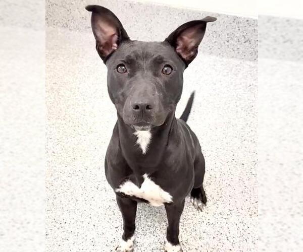 Medium Photo #2 Labrador Retriever-Unknown Mix Puppy For Sale in Houston, TX, USA