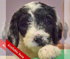 Spaniel-Unknown Mix Dogs for adoption in Huntley, IL, USA