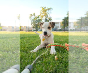 Maicena - Female Mutt Dog for Adoption - Photo #20
